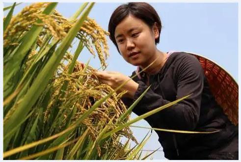 向下扎根向上生长 向下扎根向上生长