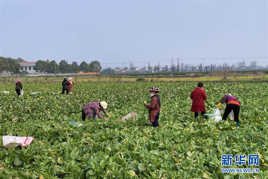 （新华全媒头条·图文互动）（4）努力保持生产生活平稳有序——抓紧复工复产稳定经济运行扫描