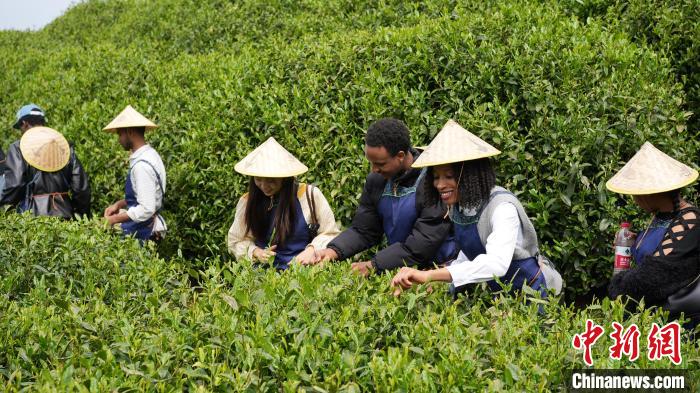 bandao入口：茶与咖啡的“碰撞” 留学生在浙江乡村感受中西文化交流(图2)